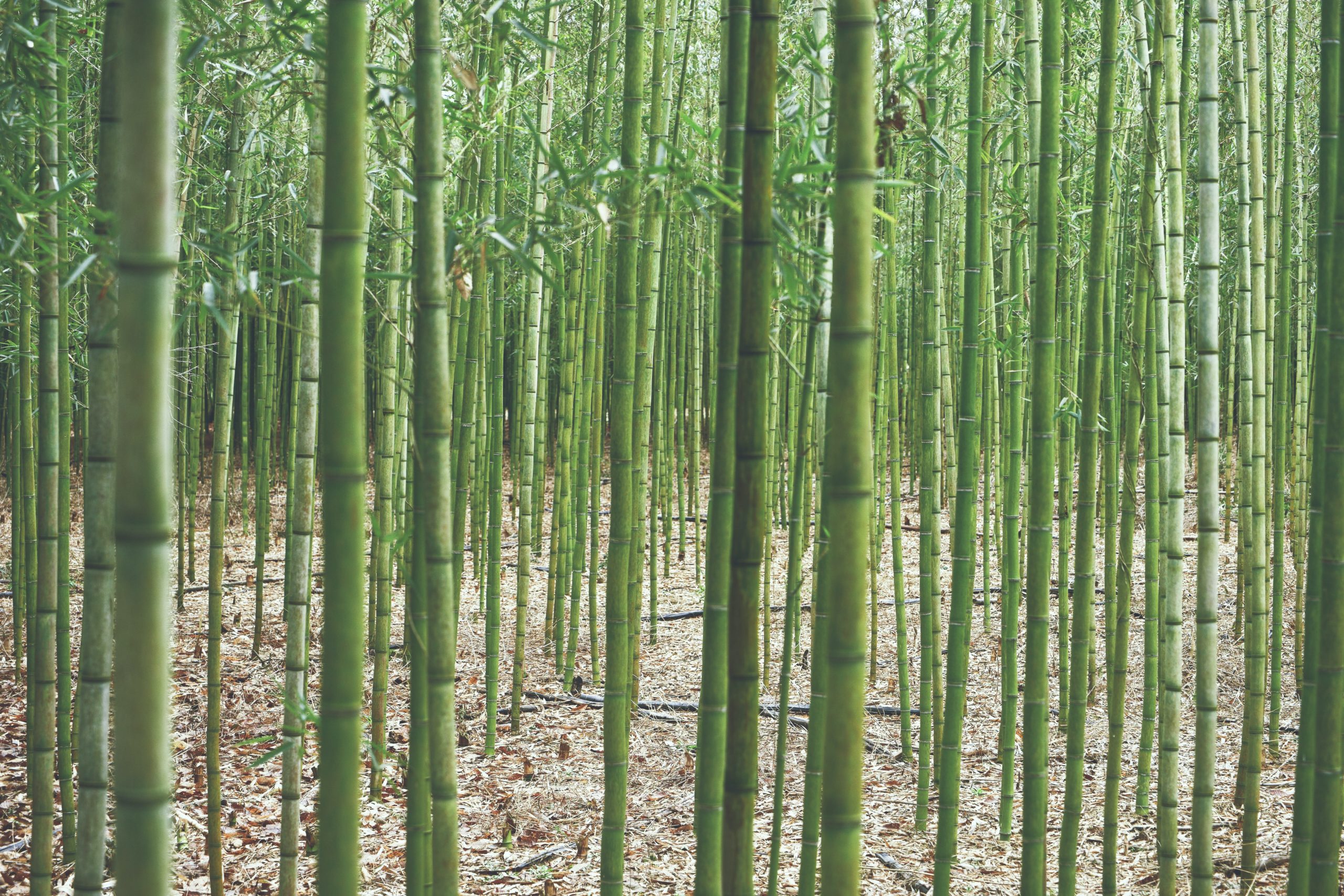Bamboo: the best plant from food to clothes