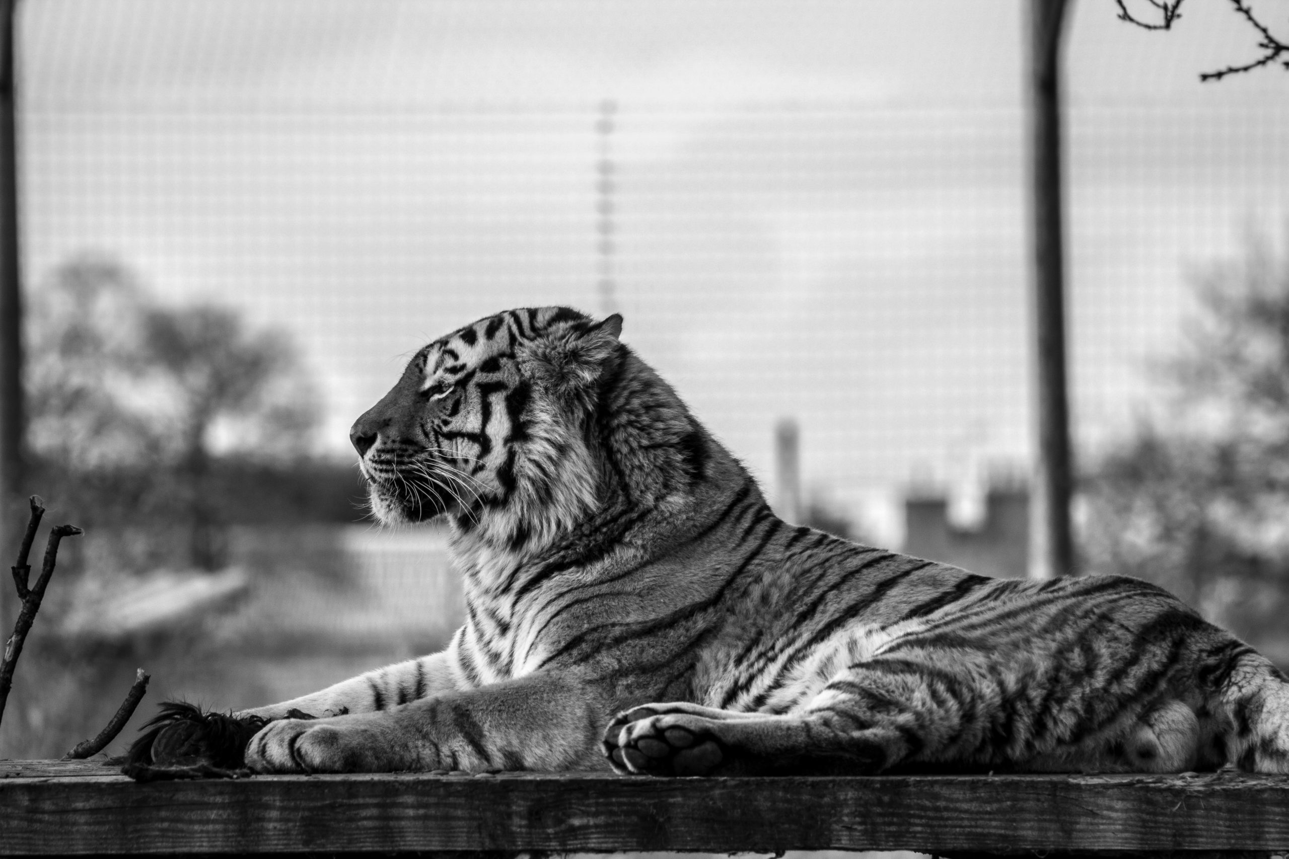 Caspian tiger-extinct animal-