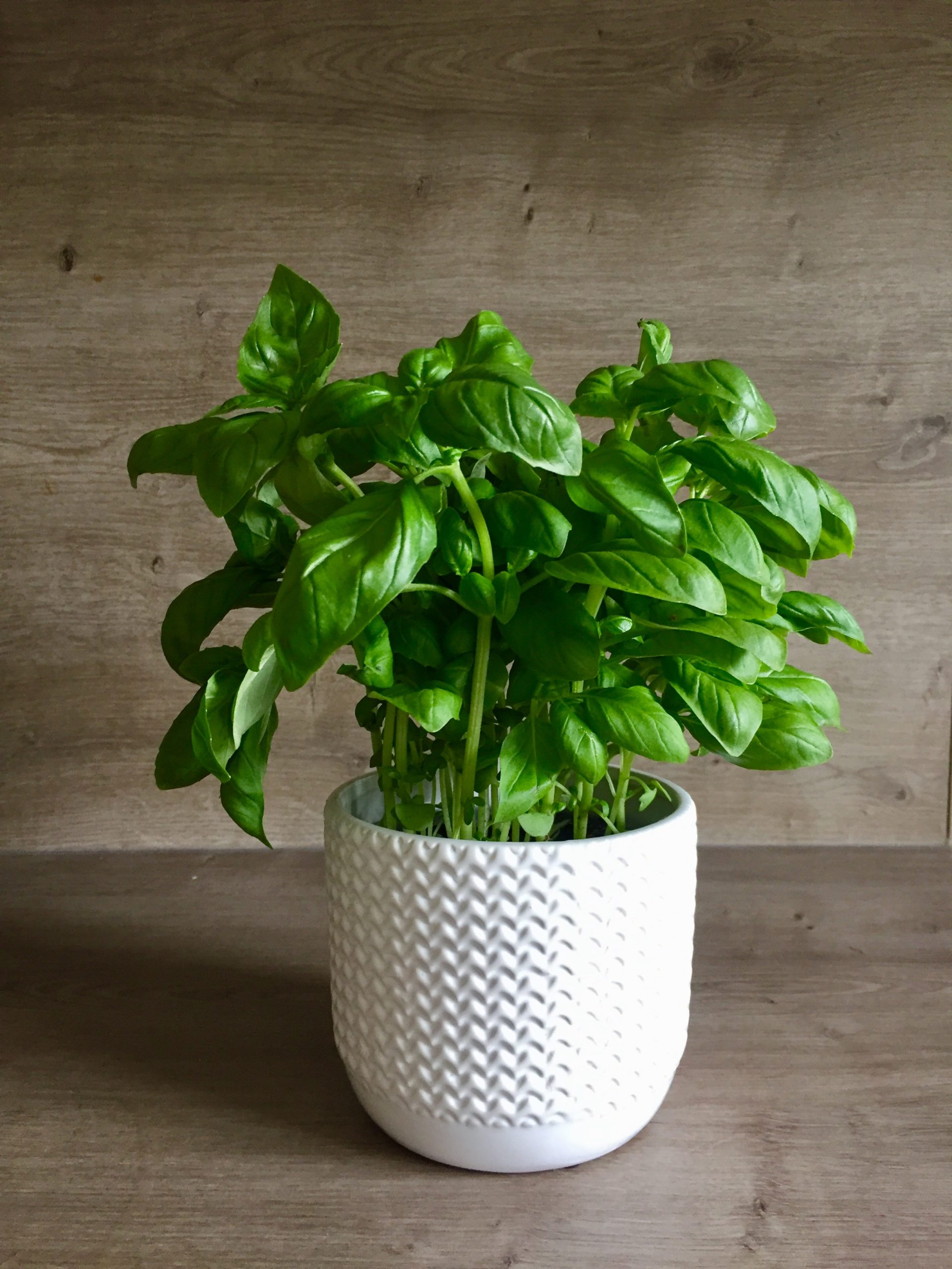 DIY for Basil plants. save your basil. easy DIY to grow Basil