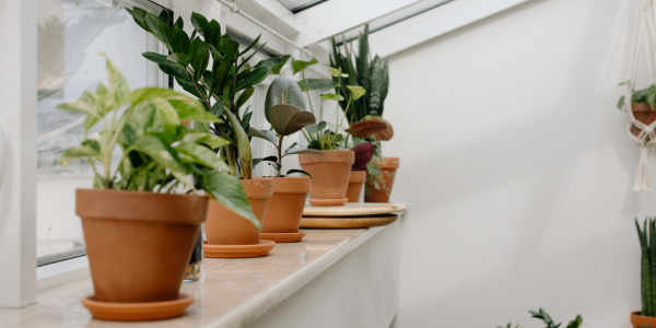 From Seeds To Serenity: Unleash The Magic Of Indoor Plants